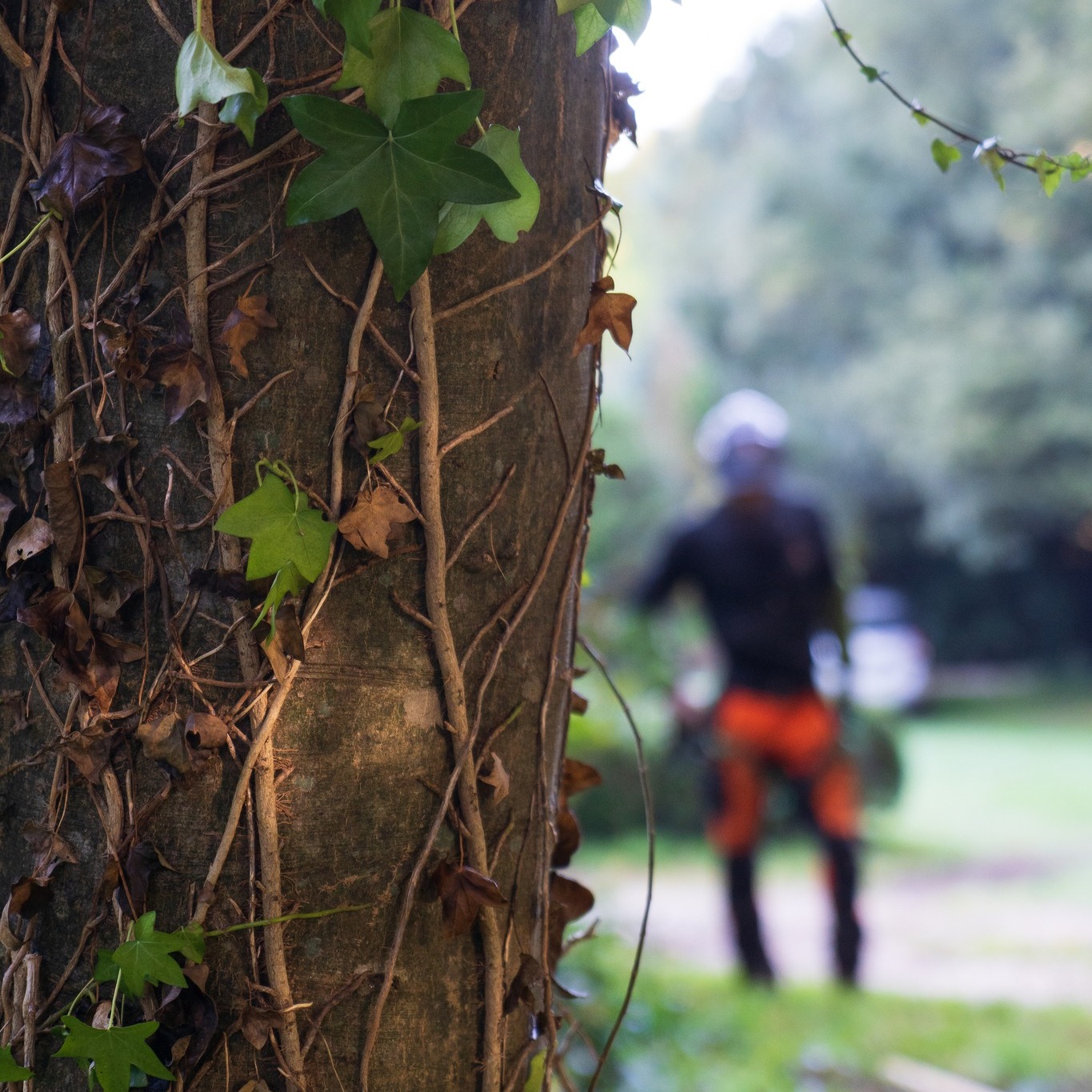 Gabard Environnement Villemomble